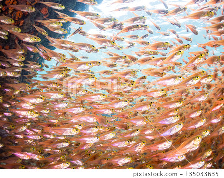 一大群金斑蝎子。日本靜岡縣伊豆半島南伊豆町中木町平枝濱海灘 - 2025 日本最佳浮潛地點之一 135033635