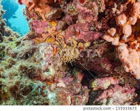 觸手蠕動的海星，位於靜岡縣伊豆半島南伊豆町中木町的Hirizohama - 2025，是日本著名的浮潛勝地之一。 135033673