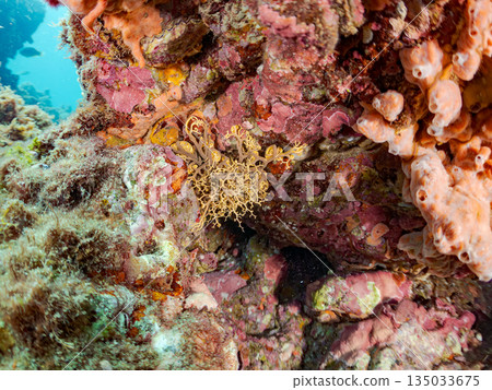 觸手蠕動的海星，位於靜岡縣伊豆半島南伊豆町中木町的Hirizohama - 2025，是日本著名的浮潛勝地之一。 135033675