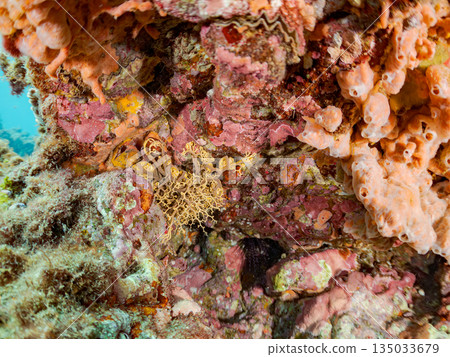 觸手蠕動的海星，位於靜岡縣伊豆半島南伊豆町中木町的Hirizohama - 2025，是日本著名的浮潛勝地之一。 135033679