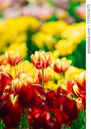 Vibrant Tulip Field with Red and Yellow Flowers Bathed in Sunny Light Showcasing the Beauty of Springtime Blooming Nature's Colorful Palette Vibrant Tulip Field with Red and Yellow Flowers Bathed in Sunny Light Showcasing the Beauty of Springtime Blooming Nature's Colorful Palette 135033875