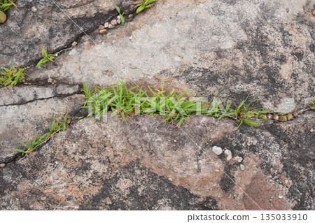 Natural rock ground terrain with grass growing between cracks 135033910