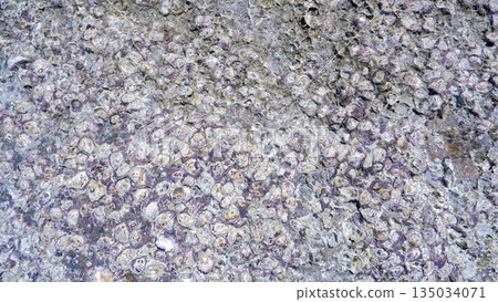 Texture of Small Sea Shells and Barnacles Attached to Granite Rock Surface at Sungailiat Beach 135034071
