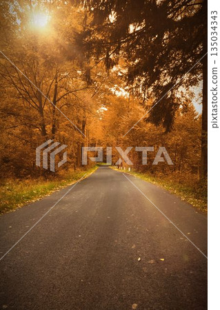 Country road is winding through autumn forest in flat design, showing fallen leaves and sun flares Country road is winding through autumn forest in flat design, showing fallen leaves and sun flares 135034343