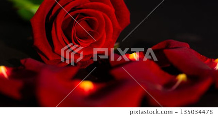 Red rose and petals on black background 135034478