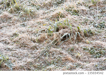 霜，霜 135034542