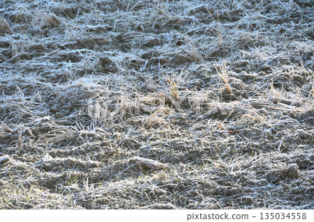 霜，霜 135034558