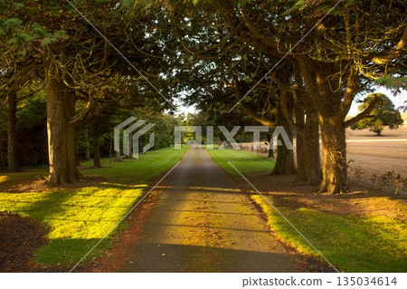 Empty road amidst trees on field Empty road amidst trees on field 135034614