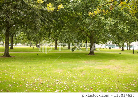 Flat design is showing mature deciduous tree in grassy park with paved walkway, benches and birds Flat design is showing mature deciduous tree in grassy park with paved walkway, benches and birds 135034625