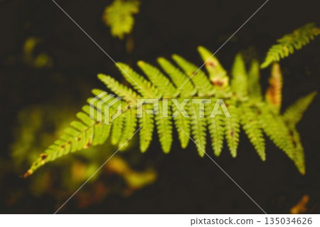 Close-up of green fern growing outdoors 135034626