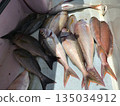 Princess sea bream 135034912