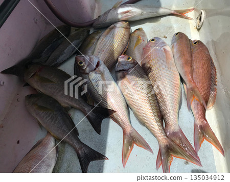 Princess sea bream 135034912