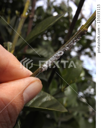 The Chinese grasshopper, an invasive species discovered in 2017 and whose range is expanding, shows egg marks laid on branches. 135035115