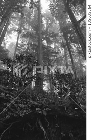 A monochrome fantasy looking up at a forest shrouded in mist A monochrome fantasy looking up at a forest shrouded in mist 135035364