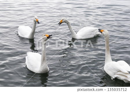 天鵝漂浮在湖面上 135035712