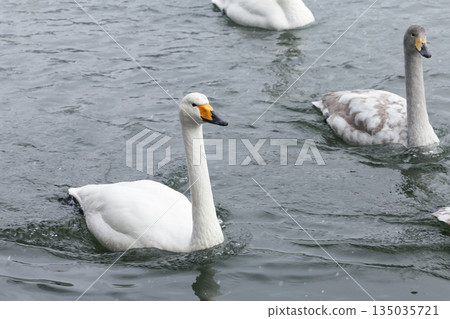天鵝在水面上游泳 135035721