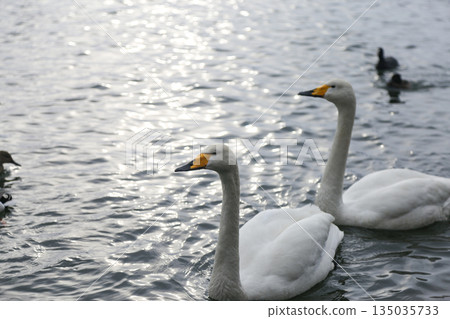 天鵝漂浮在湖面上 135035733