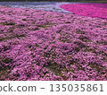 Moss phlox  135035861