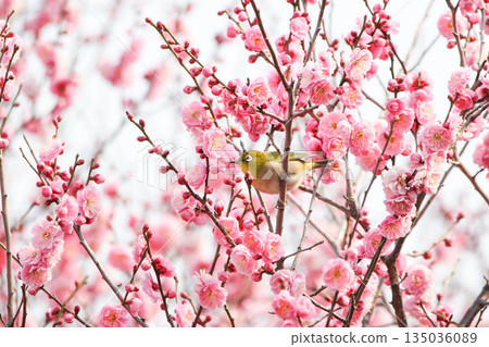 White-eye searching for nectar of plum blossom 135036089