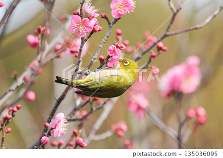 White-eye searching for nectar of plum blossom White-eye searching for nectar of plum blossom 135036095