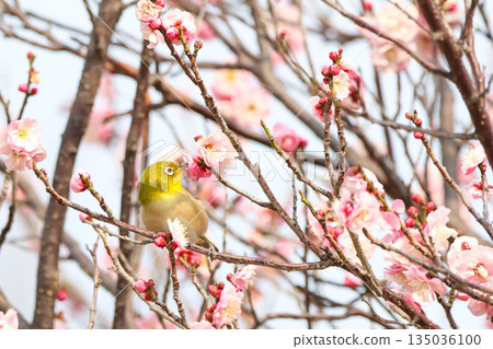 白眼尋找梅花的花蜜 白眼尋找梅花的花蜜 135036100