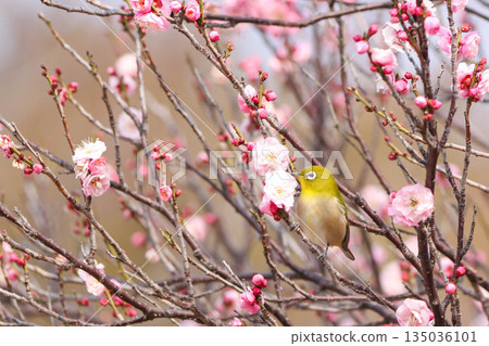 White-eye searching for nectar of plum blossom White-eye searching for nectar of plum blossom 135036101