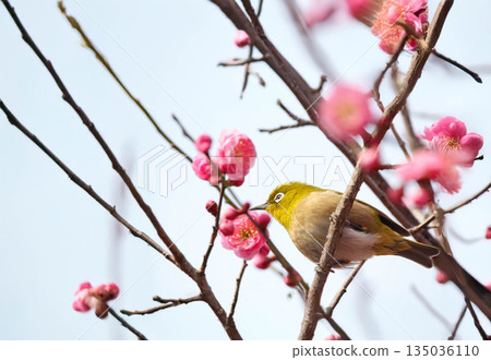 White-eye searching for nectar of plum blossom 135036110