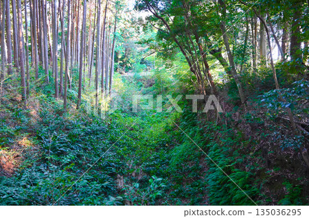 Suwahara Castle Ruins, Earthworks, Shimada Suwahara Castle Ruins, Earthworks, Shimada 135036295