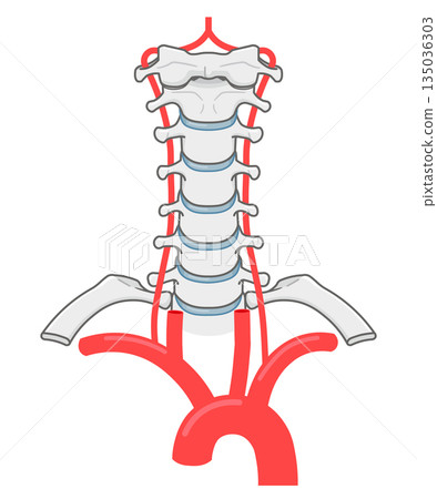 Vertebral arteries, arteries in the neck illustration Vertebral arteries, arteries in the neck illustration 135036303