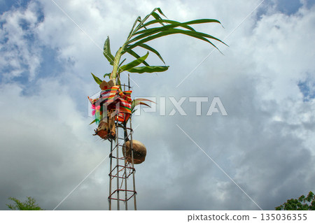 Colorful Cloth Wrapped Steel Rod with Coconut and Banana Plant Used in Traditional Blessing Ceremony 135036355