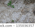 Cracked dry soil with small green plants growing in arid landscape during daylight hours 135036357