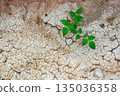 The dry, cracked soil has tiny green plants trying to grow in the arid landscape during the day. 135036358