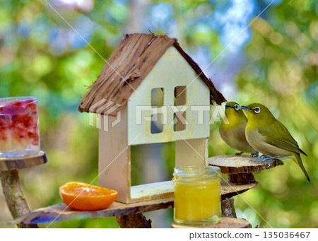A pair of Japanese white-eyes enjoying a meal at a garden feeder. A pair of Japanese white-eyes enjoying a meal at a garden feeder. 135036467