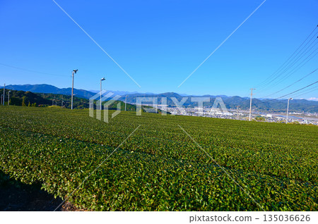 View of Kanaya tea fields, Shimada City 135036626