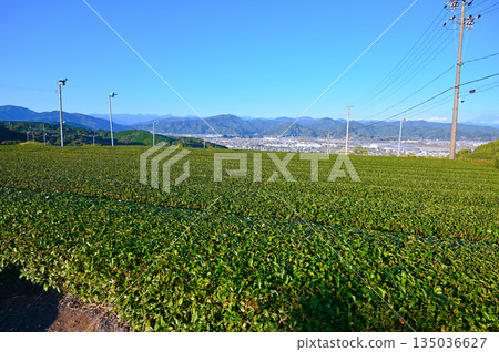 View of Kanaya tea fields, Shimada City View of Kanaya tea fields, Shimada City 135036627
