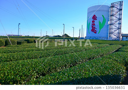 Kanaya Tea Fields, Shimada City 135036631