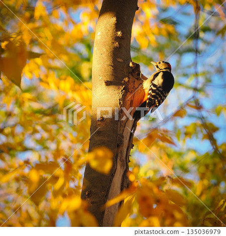 Great spotted woodpecker searching for food in autumn Great spotted woodpecker searching for food in autumn 135036979