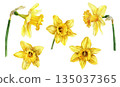 Watercolor illustration set of yellow daffodils isolated on white background, spring floral design elements 135037365