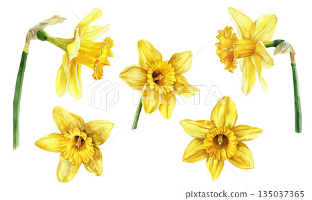 Watercolor illustration set of yellow daffodils isolated on white background, spring floral design elements Watercolor illustration set of yellow daffodils isolated on white background, spring floral design elements 135037365