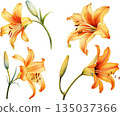 Watercolor illustration set of orange lilies isolated on white background, elegant lily flower design elements 135037366