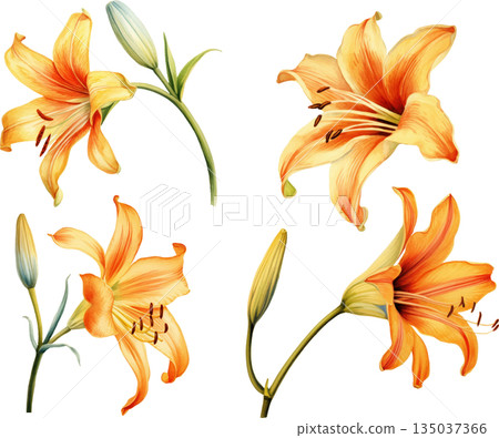 一組水彩插畫,描繪了橙色百合花,背景為白色,優雅的百合花設計元素。 一組水彩插畫,描繪了橙色百合花,背景為白色,優雅的百合花設計元素。 135037366