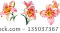 Watercolor illustration set of pink and orange lilies isolated on white background, elegant lily flower design elements 135037367