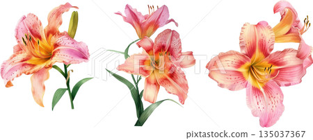 Watercolor illustration set of pink and orange lilies isolated on white background, elegant lily flower design elements 135037367