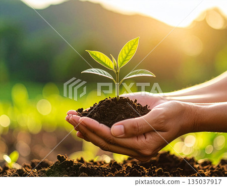 在溫暖的自然光下，一手拿著一株沾有土壤的小植物，背景是綠色的，鏡頭特寫。 135037917