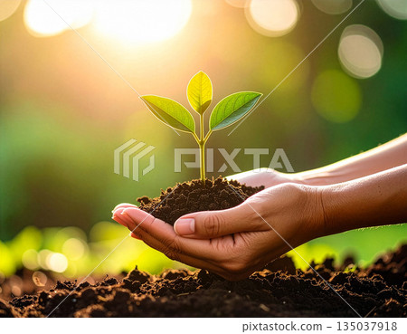 在溫暖的自然光下，一手拿著一株沾有土壤的小植物，背景是綠色的，鏡頭特寫。 135037918