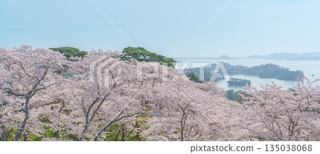 Matsushima Bay and Sakura cherry blossoms in Spring from Saigyo modoshi no matsu park near Sendai city, Miyagi Prefecture, Tohoku, Japan. Landmark and famous for tourists attraction. Japan travel Matsushima Bay and Sakura cherry blossoms in Spring from Saigyo modoshi no matsu park near Sendai city, Miyagi Prefecture, Tohoku, Japan. Landmark and famous for tourists attraction. Japan travel 135038068