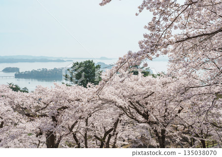 Matsushima Bay and Sakura cherry blossoms in Spring from Saigyo modoshi no matsu park near Sendai city, Miyagi Prefecture, Tohoku, Japan. Landmark and famous for tourists attraction. Japan travel Matsushima Bay and Sakura cherry blossoms in Spring from Saigyo modoshi no matsu park near Sendai city, Miyagi Prefecture, Tohoku, Japan. Landmark and famous for tourists attraction. Japan travel 135038070
