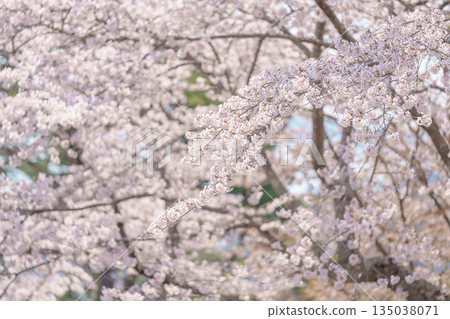 beautiful Spring day, Cherry blossom against blue sky in park, Somei Yoshino Sakura blooming in sunshine day. Japan Travel background, template and wallpaper for spring season and Hanami picnic beautiful Spring day, Cherry blossom against blue sky in park, Somei Yoshino Sakura blooming in sunshine day. Japan Travel background, template and wallpaper for spring season and Hanami picnic 135038071