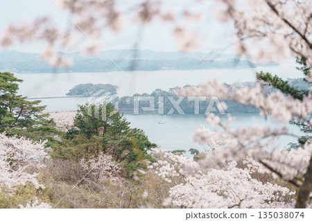Matsushima Bay and Sakura cherry blossoms in Spring from Saigyo modoshi no matsu park near Sendai city, Miyagi Prefecture, Tohoku, Japan. Landmark and famous for tourists attraction. Japan travel Matsushima Bay and Sakura cherry blossoms in Spring from Saigyo modoshi no matsu park near Sendai city, Miyagi Prefecture, Tohoku, Japan. Landmark and famous for tourists attraction. Japan travel 135038074