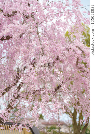 Shidarezakura tree blooming in Kajo Park Yamagata Castle Ruins, pink Sakura Cherry Blossom in Spring season, Yamagata prefecture, Tohoku, Japan. famous Landmark for Travel and Vacation 135038082